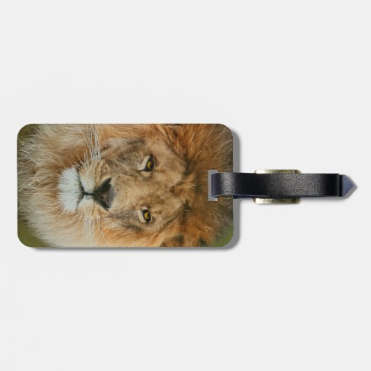 Südafrika Majestic Lion Nah Gepäckanhänger (Rückseite horizontal)