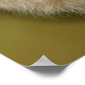 Südafrika Majestic Lion Nah Poster (Ecke)