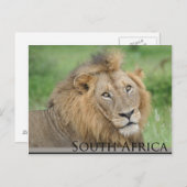 Südafrika - männlicher Löwe Postkarte (Vorne/Hinten)