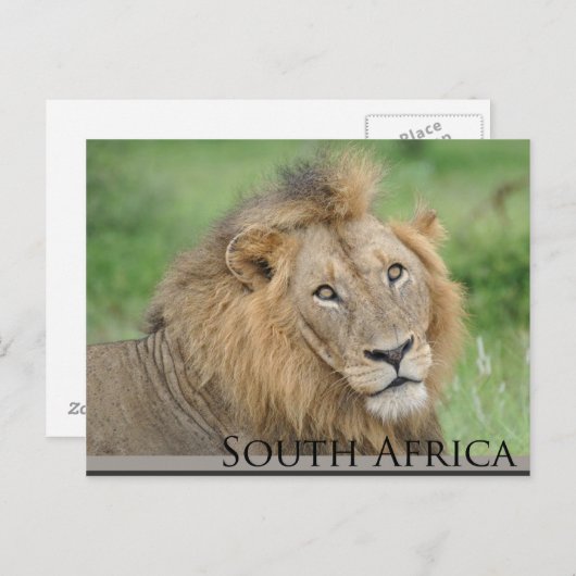 Südafrika - männlicher Löwe Postkarte (Vorne/Hinten)