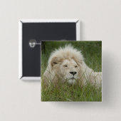 Südafrika, Ost-London, Inkahnwezi Private Button (Vorne & Hinten)