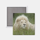 Südafrika, Ost-London, Inkahnwezi Private Magnet (Vorderseite/Rückseite)