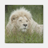 Südafrika, Ost-London, Inkahnwezi Private Magnet (Vorne)