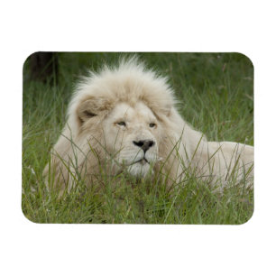 Südafrika, Ostlondon, Inkwenkwezi privat Magnet