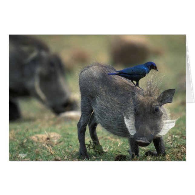 Südafrika, Pilanesburg GR, Warthog (Vorderseite (Horizontal))