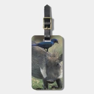 Südafrika, Pilanesburg GR, Warthog Gepäckanhänger