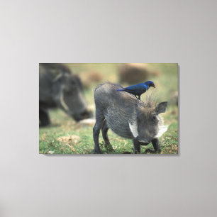 Südafrika, Pilanesburg GR, Warthog Leinwanddruck