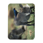 Südafrika, Pilanesburg GR, Warthog Magnet (Vertikal)