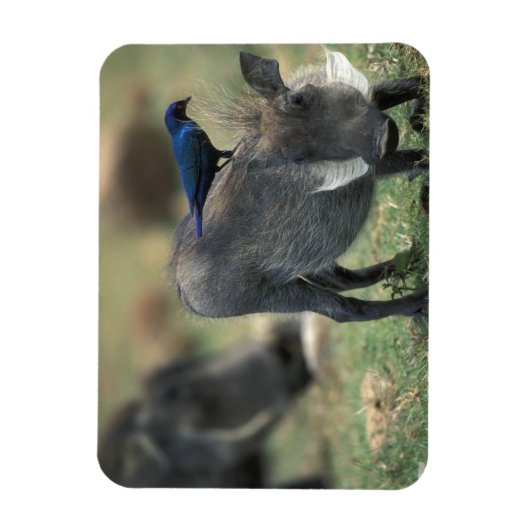 Südafrika, Pilanesburg GR, Warthog Magnet (Vertikal)