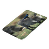 Südafrika, Pilanesburg GR, Warthog Magnet (Linke Seite)