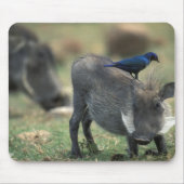 Südafrika, Pilanesburg GR, Warthog Mousepad (Vorne)