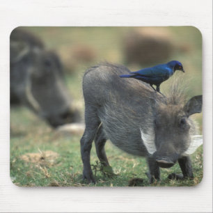 Südafrika, Pilanesburg GR, Warthog Mousepad