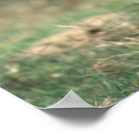 Südafrika, Pilanesburg GR, Warthog Poster (Ecke)