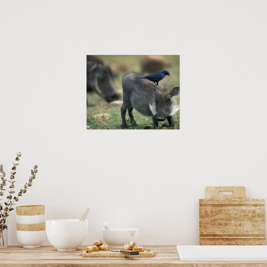 Südafrika, Pilanesburg GR, Warthog Poster (Küche)