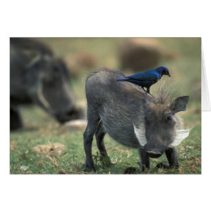 Südafrika, Pilanesburg GR, Warzenschwein