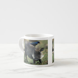 Südafrika, Pilanesburg GR, Warzenschwein Espressotasse