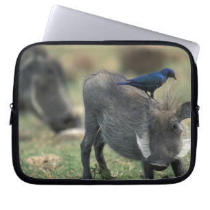 Südafrika, Pilanesburg GR, Warzenschwein Laptopschutzhülle