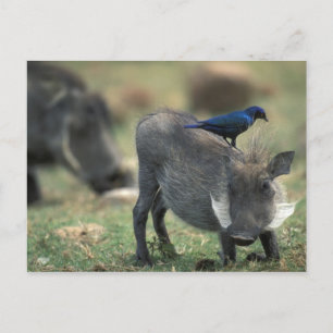 Südafrika, Pilanesburg GR, Warzenschwein Postkarte