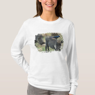 Südafrika, Pilanesburg GR, Warzenschwein T-Shirt