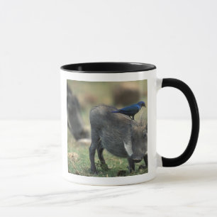 Südafrika, Pilanesburg GR, Warzenschwein Tasse