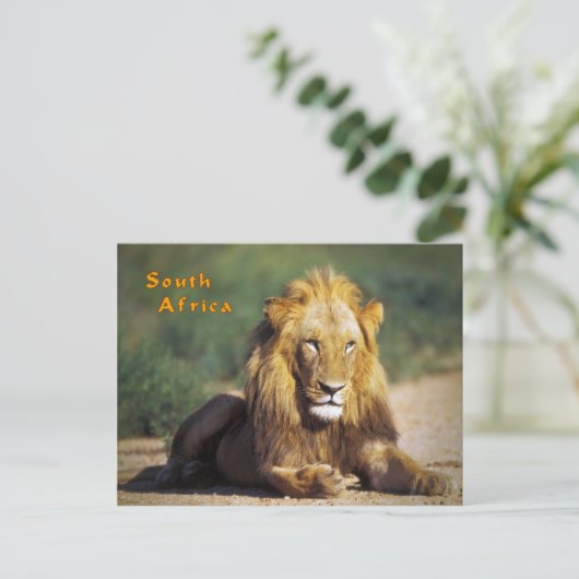 Südafrika Postkarte (Stehend Vorderseite)