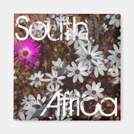 Südafrika Velddrif Westküste Wilde Blume Magnet (Vorne)