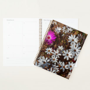 Südafrika Velddrif Westküste Wilde Blume Planer