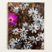 Südafrika Velddrif Westküste Wilde Blume Planer (Vorderseite)