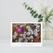 Südafrika Velddrif Westküste Wilde Blume Postkarte (Stehend Vorderseite)