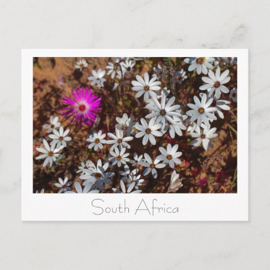Südafrika Velddrif Westküste Wilde Blume Postkarte (Vorderseite)