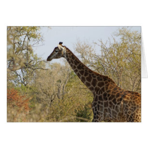 Südafrikanische Giraffe