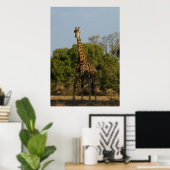 Südafrikanische Giraffe Poster (Heimbüro)