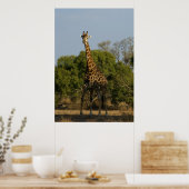 Südafrikanische Giraffe Poster (Küche)
