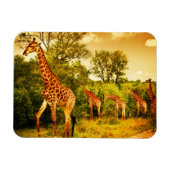 Südafrikanische Giraffen Magnet (Horizontal)