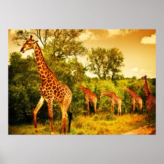 Südafrikanische Giraffen Poster (Vorne)