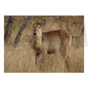 Südafrikanische Impala