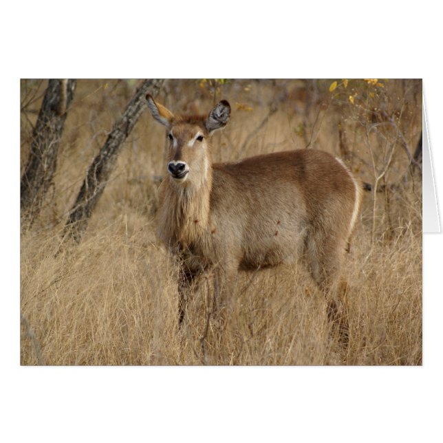 Südafrikanische Impala (Vorderseite (Horizontal))