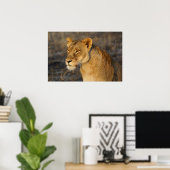 Südafrikanische Lion Poster (Heimbüro)