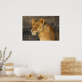 Südafrikanische Lion Poster (Küche)