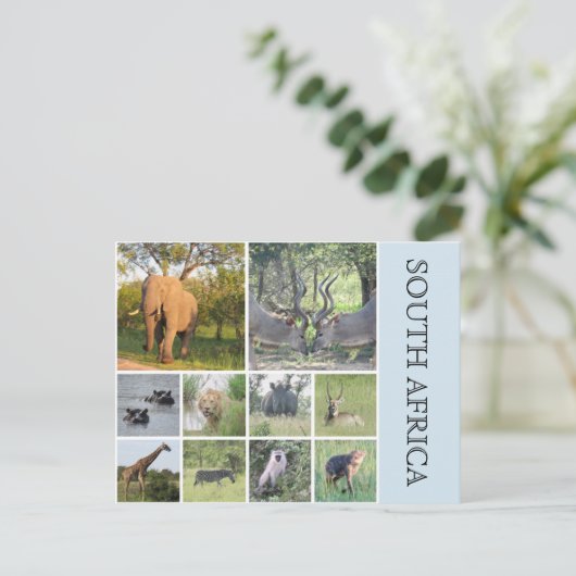 südafrikanische Tiere Postkarte (Stehend Vorderseite)