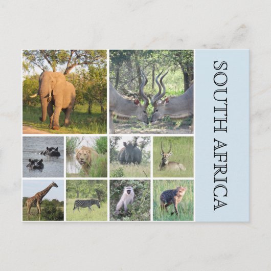 südafrikanische Tiere Postkarte (Vorderseite)