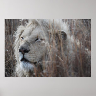 Südafrikanische Weiße Lion nah Poster
