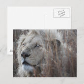 Südafrikanische Weiße Lion nah Postkarte (Vorne/Hinten)