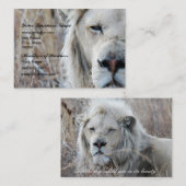 Südafrikanische Weiße Löwen ruhen Visitenkarte (Vorne/Hinten)