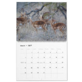 Südafrikanische Wildtiere Kalender (Mär 2027)