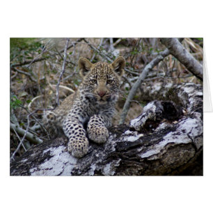 Südafrikanischer Leopard CUB