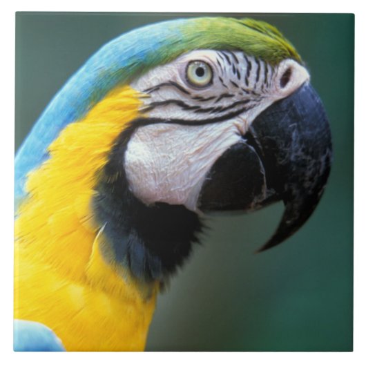 Südamerika, Brasilien, Iguacu Nationalpark, Fliese (Vorderseite)