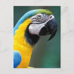 Südamerika, Brasilien, Iguacu Nationalpark, Postkarte