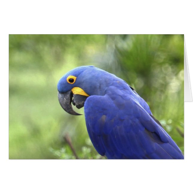Südamerika, Brasilien, Pantanal (Vorderseite (Horizontal))