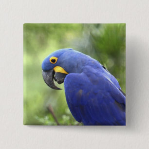 Südamerika, Brasilien, Pantanal Button